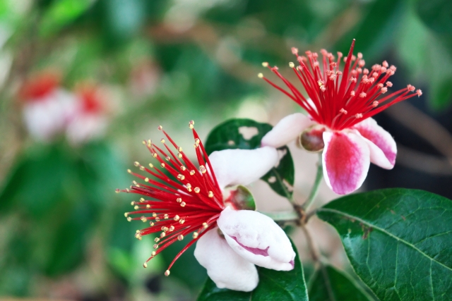 フェイジョア２