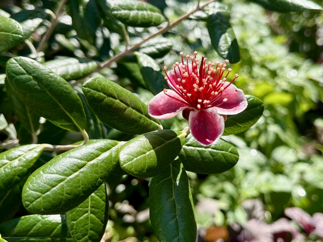フェイジョアの育て方と魅力【フェイジョア/Feijoa】 - 庭サポ