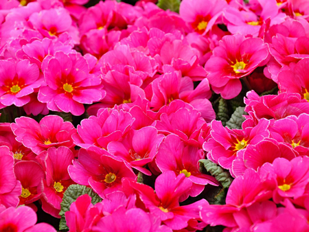 プリムラ・ポリアンサ2