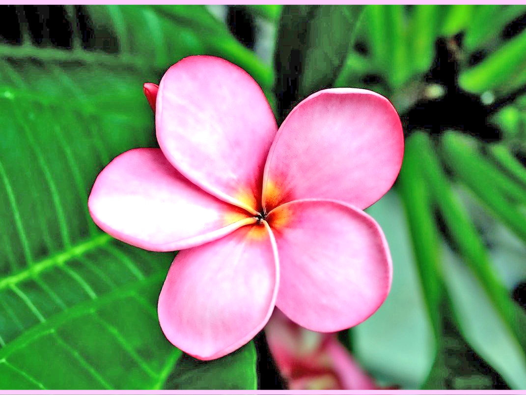 プルメリアの育て方【印度素馨/インドソケイ/Plumeria】 - 庭サポ