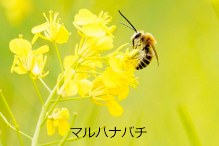 庭で蜂を見かけたら まずは危険な蜂か見極めよう お庭から始まる豊かなグリーンライフ 庭サポ