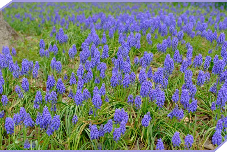 ムスカリ Muscari グレープヒヤシンス 生命力の強い球根植物 お庭から始まる豊かなグリーンライフ 庭サポ