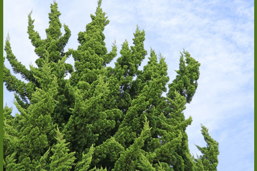 緑の炎 カイヅカイブキ(貝塚伊吹/ Juniperus chinensis 