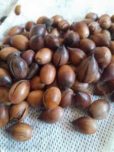 割れたどんぐり