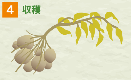 収穫