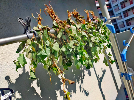 干したドクダミ