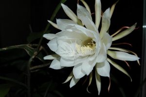 月下美人の育て方と魅力【ゲッカビジン/ A Queen of the Night】 – お 