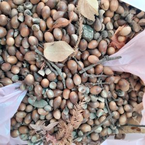 未選択どんぐり