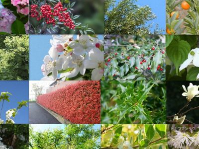 シンボルツリー お庭から始まる豊かなグリーンライフ 庭サポ