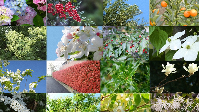 植栽におすすめな庭木 お庭から始まる豊かなグリーンライフ 庭サポ