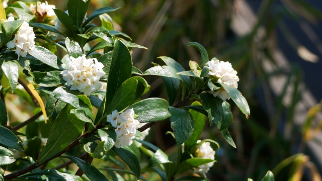 冬でも剪定してよいケースと注意点