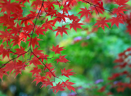 紅葉４