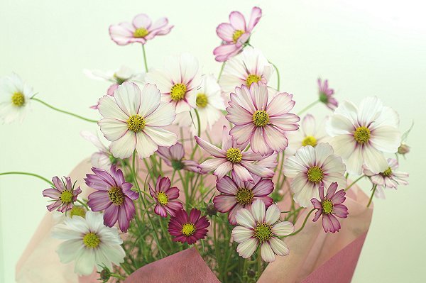 9月の花 コスモス クイック ガーデニングの 庭サポ 9月の花 コスモス クイック ガーデニングの 庭サポ