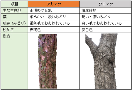 マツタケを育む里山の姫 赤松 お庭から始まる豊かなグリーンライフ 庭サポ