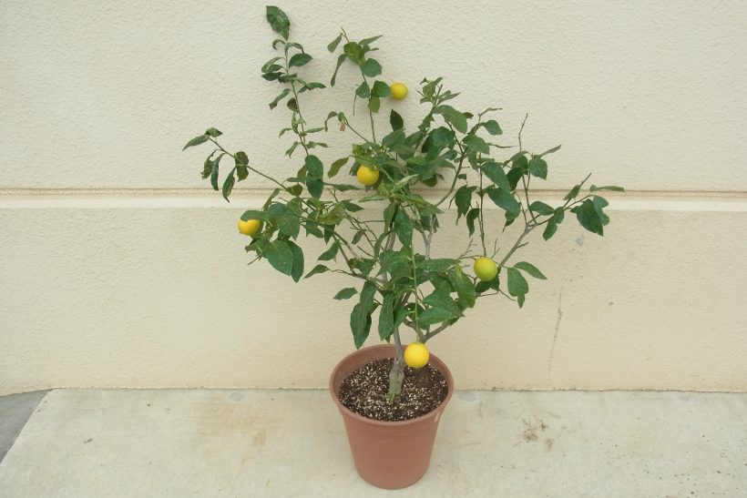 鉢植えで楽しむ「レモン（檸檬）」 | お庭から始まる豊かなグリーンライフ「庭サポ」