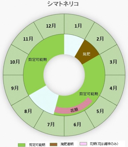 シマトネリコ円グラフ