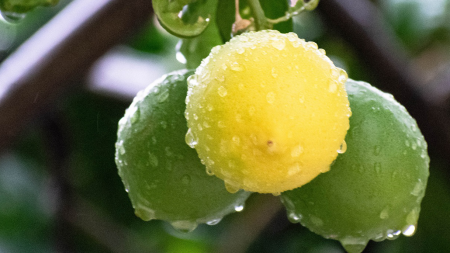 雨のレモン苗