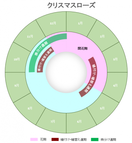 クリスマスローズお手入れ