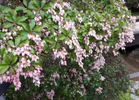 せいかつ緑化計画 日陰でも育つ植物 クイック ガーデニングの 庭サポ