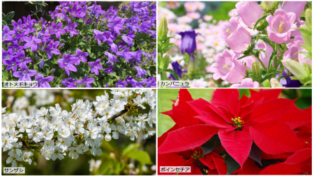 せいかつ緑化計画 感謝の気持ちを花に込めて お庭から始まる豊かなグリーンライフ 庭サポ