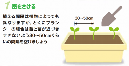 グリーンカ―テン１