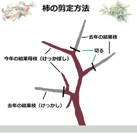 柿の切り方