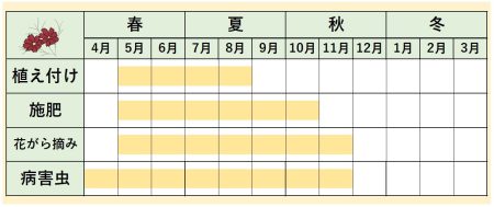 チョコレートコスモス