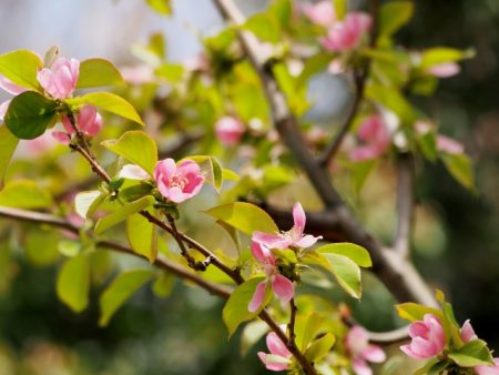 せいかつ緑化計画 風邪予防に役立つ木 カリン 花梨 お庭から始まる豊かなグリーンライフ 庭サポ