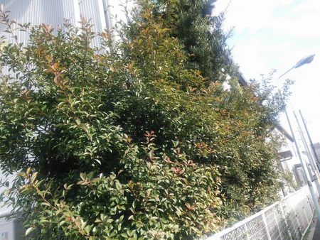 生垣を紅に染める ベニカナメモチ お庭から始まる豊かなグリーンライフ 庭サポ