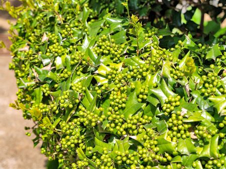 セイヨウヒイラギ（西洋柊／クリスマスホーリー）2