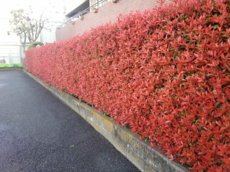 生垣を紅に染める ベニカナメモチ クイック ガーデニングの 庭サポ