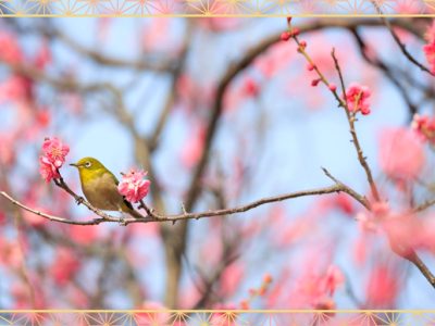 花・香・実を楽しめる「梅/Japanese apricot」