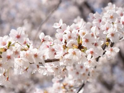 せいかつ緑化計画【日本人の心「桜」】