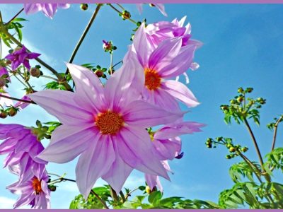 空高くまっすぐ伸びていく「皇帝ダリア/Dahlia imperialis/Tree dahlia」