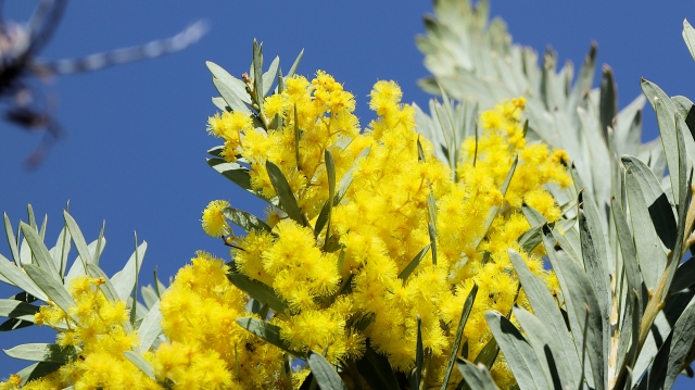 アカシア・ブルーブッシュの花言葉