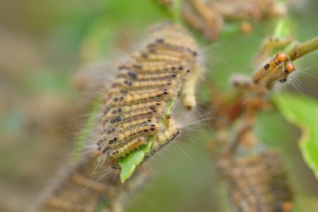 チャドクガは卵のうちに駆除 お庭から始まる豊かなグリーンライフ 庭サポ