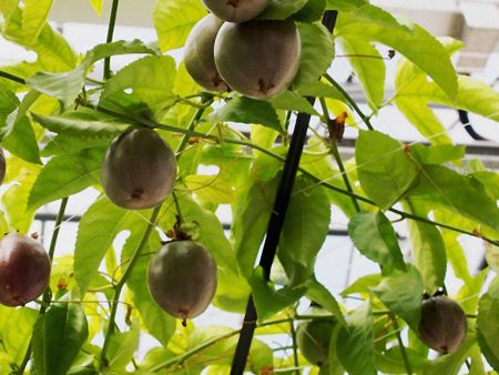 パッションフルーツ