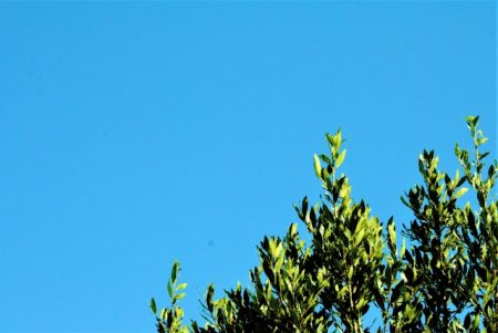 勝利の象徴 ゲッケイジュ 月桂樹 クイック ガーデニングの 庭サポ