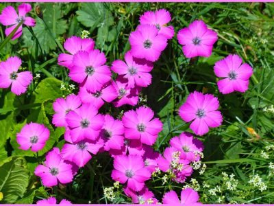 清楚で凜とした美しさ「ナデシコ/撫子/Dianthus」