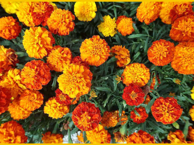 コンパニオンプランツや寄植えとしても優秀な花「マリーゴールド/Marigold/千寿菊」