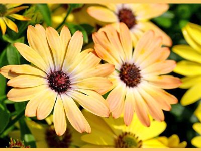 一輪だけでも存在感がある「オステオスペルマム/Osteospermum/阿弗利加金盞花/アフリカキンセンカ」