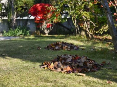 植木カットデザイナーの知恵袋【お庭のプロから学ぶ“庭掃除のコツ”】