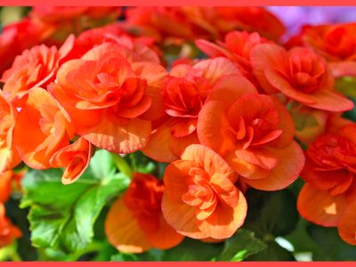 エラチオール・ベゴニア初心者向けガイド「Begonia Elatior Group」