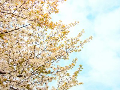 せいかつ緑化計画【春の香りを運ぶ「オオシマザクラ（大島桜）」】