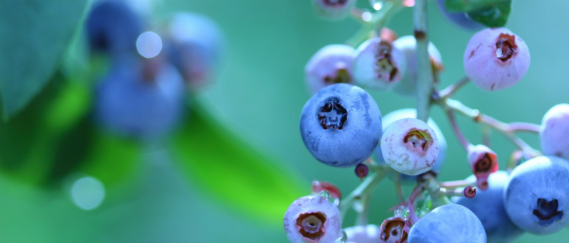 Blueberry-eye Catch