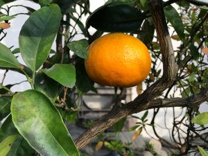 庭木みかん