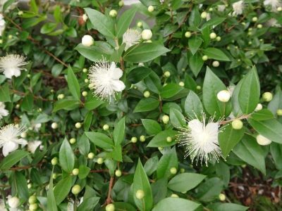 「ギンバイカ（銀梅花）」花と香りが魅力的な低木