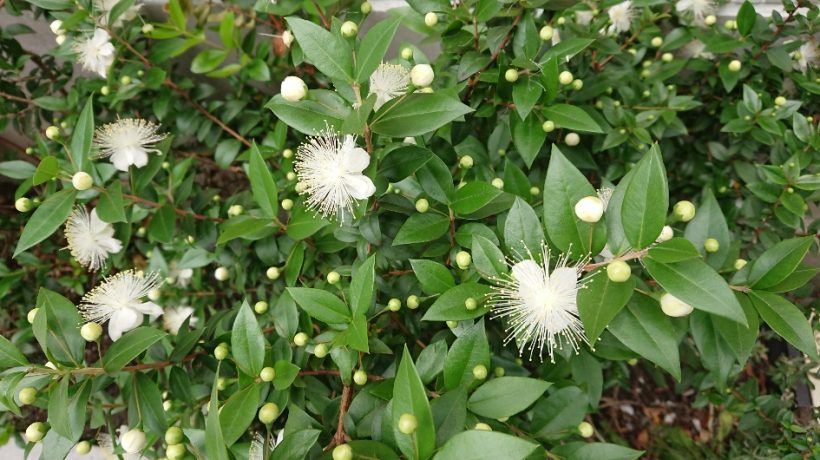 花と香りが魅力的な低木 ギンバイカ 銀梅花 クイック ガーデニングの 庭サポ