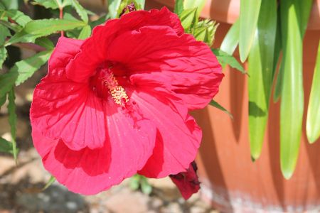 Hibiscus
