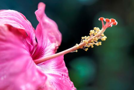 Hibiscus